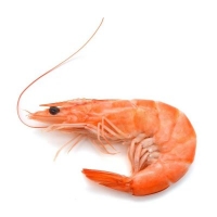 Креветка Северная