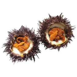 Живой морской еж