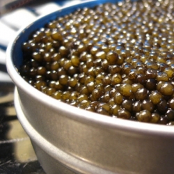 Икра стерляди