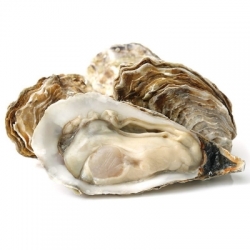 Живые устрицы